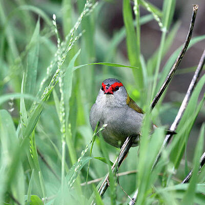Wall Art - Photograph - Red Browed Finch by Nicholas Blackwell