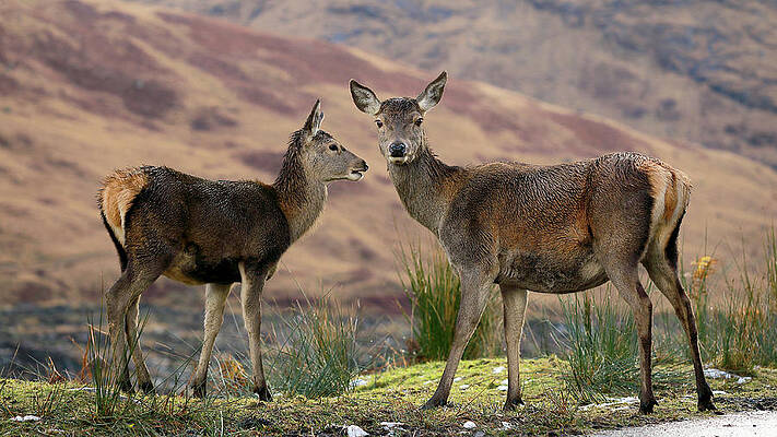 Wall Art - Photograph - Red Deer Fawns by Grant Glendinning