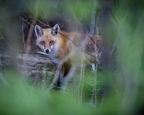 Wall Art - Photograph - Red Fox in spring by Jakub Sisak