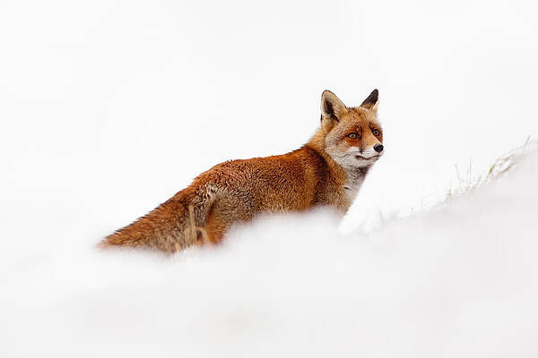 Wall Art - Photograph - Red Fox White World by Roeselien Raimond