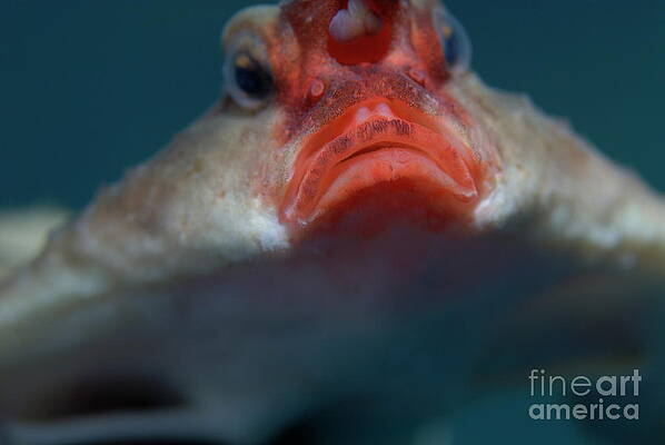 Wall Art - Photograph - Red-lipped batfish by Sami Sarkis Photography