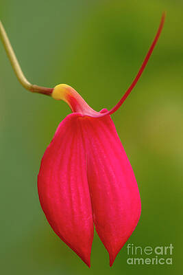 Wall Art - Photograph - Red Masdevallia by Heiko Koehrer-Wagner