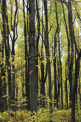 Red Oak in Shenandoah by Picture tHis Imagination