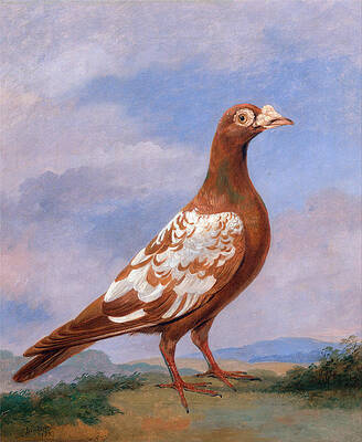 Red pied carrier Print by Dean Wolstenholme