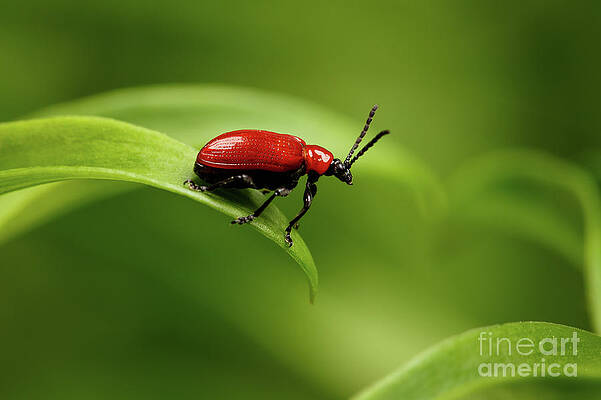 Wall Art - Photograph - Red Scarlet lily Beetle by Sergei Taran