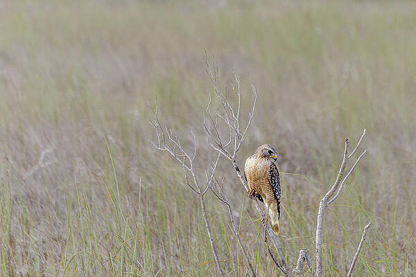 Wall Art - Photograph - Red-shouldered hawk by SAURAVphoto Online Store