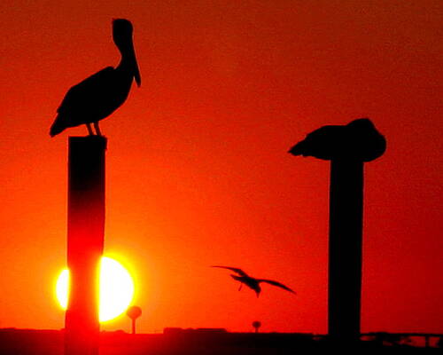 Wall Art - Photograph - Red Sky Pelican by Larry Beat
