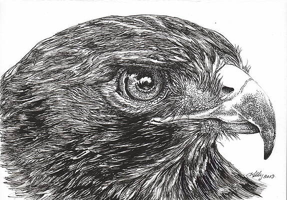 Red-tailed Hawk Screen Print – Blue Aster Studio