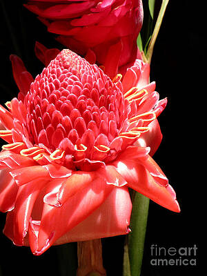 Wall Art - Photograph - Red Torch Ginger by James Temple