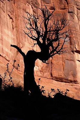 ree in silhouette with rock formations in Arches National Park by Ronald Jansen ree in silhouette with rock formations in Arches National Park by Ronald Jansen