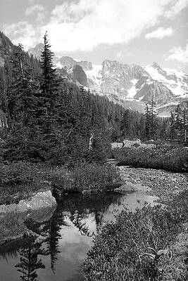 Reflected Pine by Jenny Mead Reflected Pine by Jenny Mead