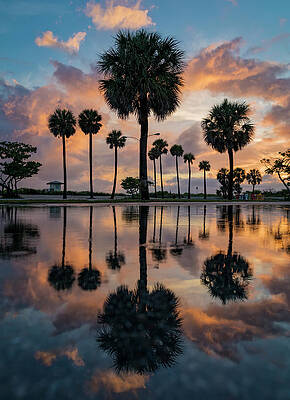 Reflecting Palms by Chris Haverstick