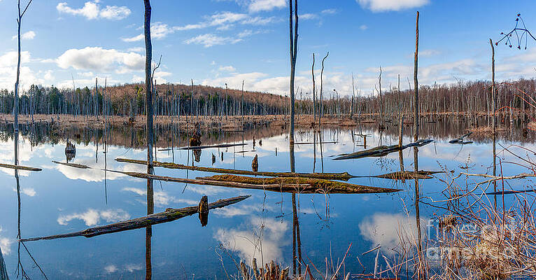 Wall Art - Photograph - Reflections of a Swamp by Rod Best