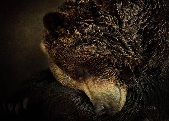 Grizzly Bear Face Paintings Fine Art America
