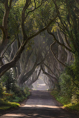 Return to the Dark Hedges by Andy Gibson