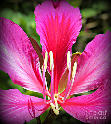 Rhapsody In Pink by Evie Hanlon Rhapsody In Pink by Evie Hanlon