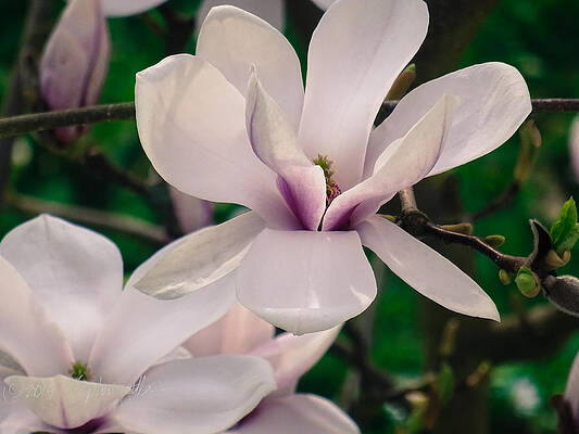 Rhineland-Palatinate Japanese Magnolia Blossom in Summer by Stephen Settles