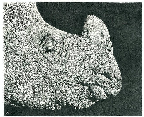 Wall Art - Drawing - Rhino Pencil Drawing by Casey 'Remrov' Vormer