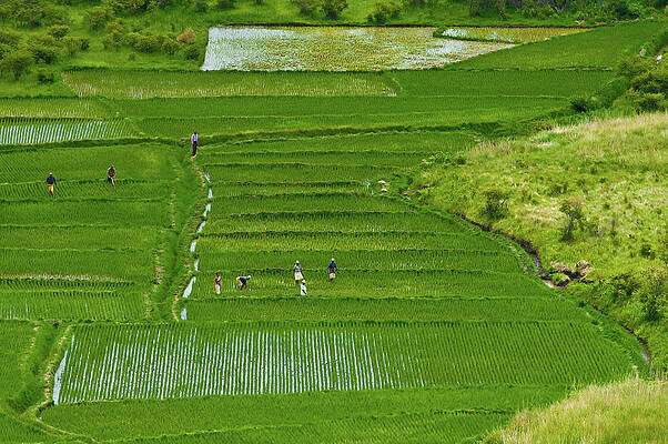 Rice fields by Michael Jacobs