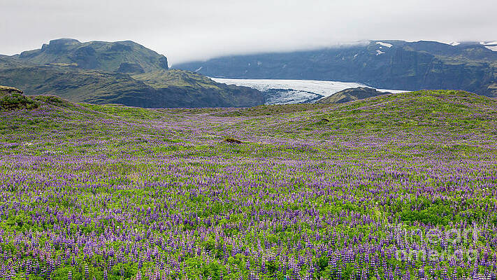 Wall Art - Photograph - River of ice and river of purple flowers by Agnes Caruso