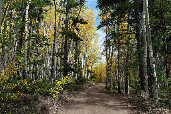 Wall Art - Photograph - Road Through the Autumn Forest by Cascade Colors