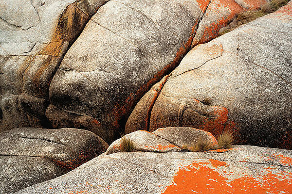 Rock Life by Anthony Davey Rock Life by Anthony Davey