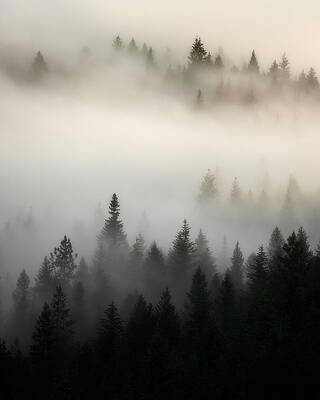 Rocky Mountain Fog by Matt Hammerstein Rocky Mountain Fog by Matt Hammerstein