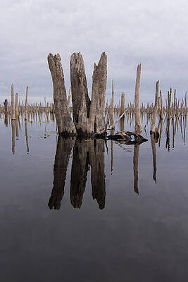 Wall Art - Photograph - Rodman Trident by Paul Rebmann