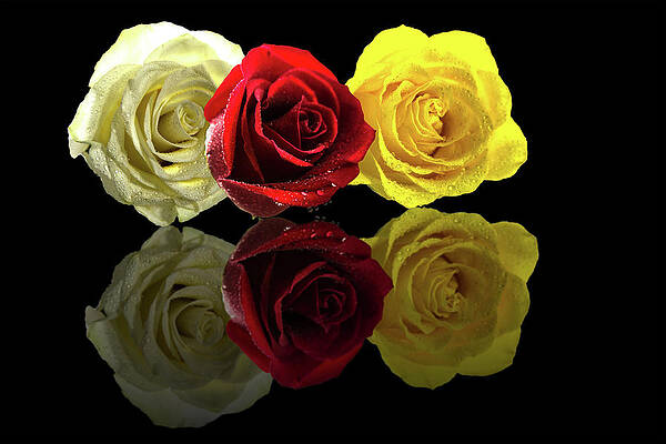 Rose Bouquet by Mike Stephens Rose Bouquet by Mike Stephens