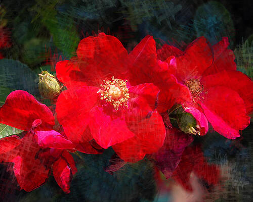 Rose Study 4 by Jim Sparks