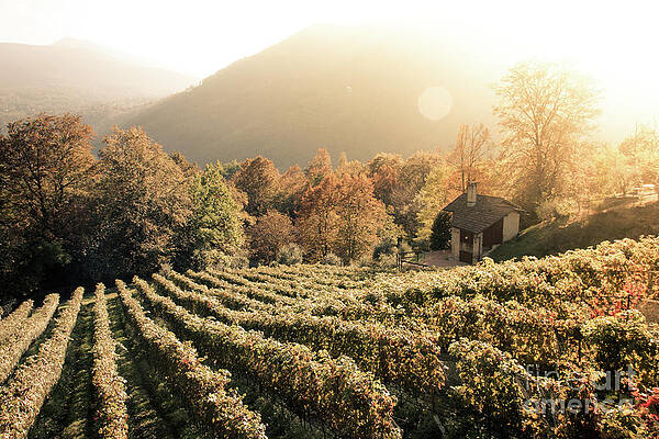 Rows of vine in a vineyard in ticino, switzerland at sunset by Amanda Mohler Rows of vine in a vineyard in ticino, switzerland at sunset by Amanda Mohler