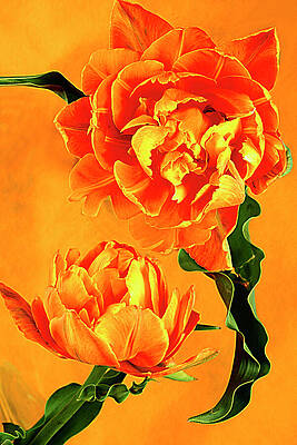 ROYAL TULIPS. by Alexander Vinogradov ROYAL TULIPS. by Alexander Vinogradov