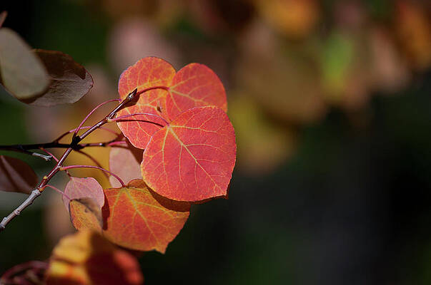 Wall Art - Photograph - Ruby Aspens by Julia McHugh