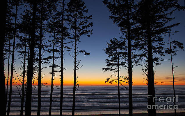 Ruby Beach Trees #4 by Timothy Johnson Ruby Beach Trees #4 by Timothy Johnson