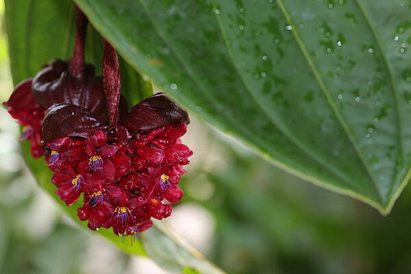 Ruby Red  by Sue Peace