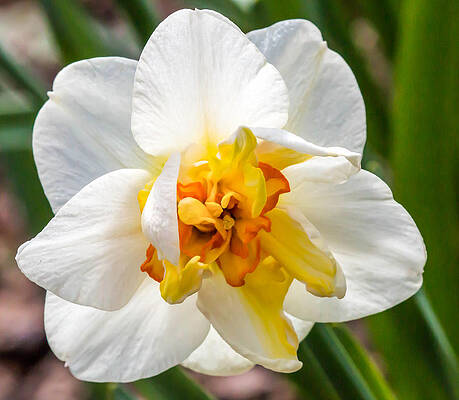 Wall Art - Photograph - Ruffled Daffodil by Cathy Donohoue
