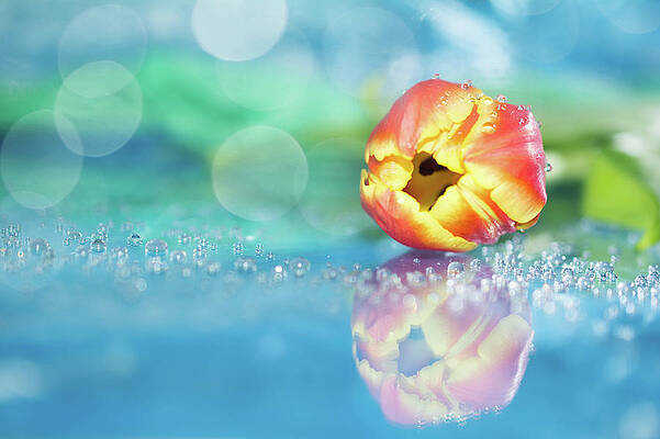 Sad flower going out by Srdjan Rilak
