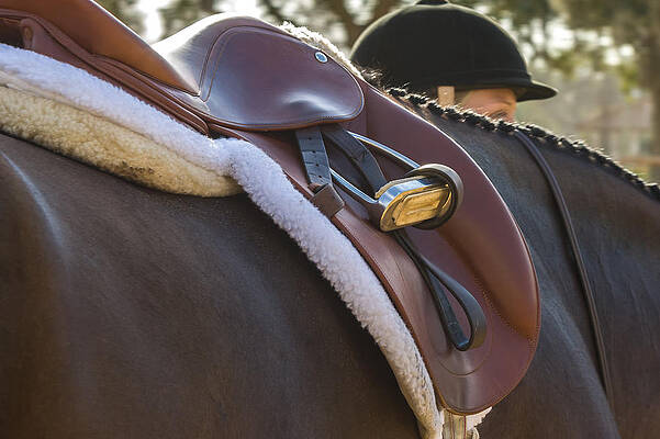 Saddled and Ready by ED GLEICHMAN Saddled and Ready by ED GLEICHMAN