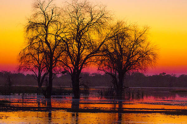 Safari Sunset by Jill Swirbul