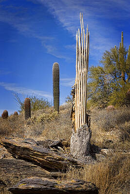 Saguaro Cactus Skeleton Art Fine Art America