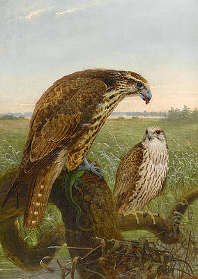 Saker Falcons Print by Joseph Wolf