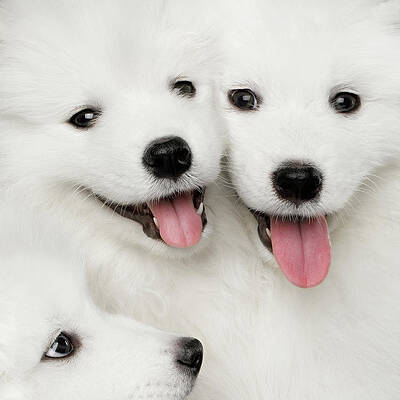 Samoyed Puppies by Sergey Taran Samoyed Puppies by Sergey Taran
