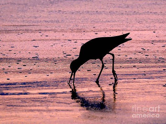 Wall Art - Photograph - Sandpiper Snacking by Beth Myer Photography