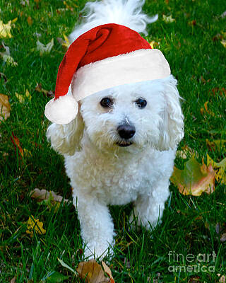 Santa Vinny by Jean Wright Santa Vinny by Jean Wright