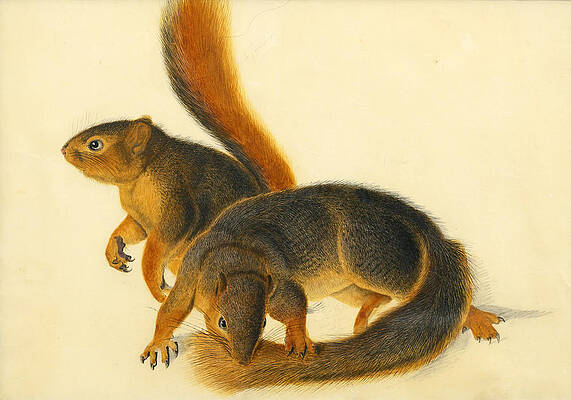 Say's Squirrel Print by John James Audubon