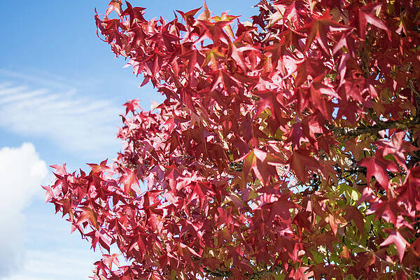 Wall Art - Photograph - Scarlet Maple in Langley BC by Tom Cochran