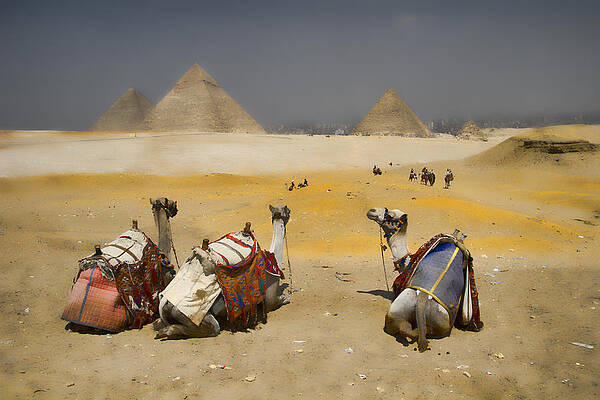 Wall Art - Photograph - Scenic view of the Giza Pyramids with sitting camels by David Smith