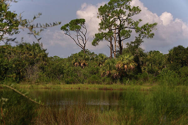 Scenic view of trees and a pond by Vincent Billotto Scenic view of trees and a pond by Vincent Billotto