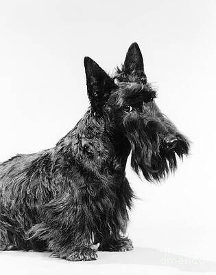 Wall Art - Photograph - Scottish Terrier by H Armstrong Roberts and ClassicStock