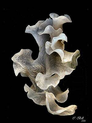 Sea Flower by Coffee Bell